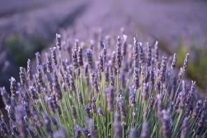 Campo de lavanda com variação de tons de lavanda em aquarela botânica realista para iniciantes
