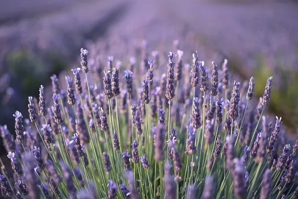 Campo de lavanda com variação de tons de lavanda em aquarela botânica realista para iniciantes