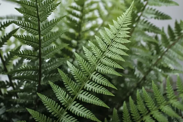 samambaias em aquarela botânica com repetição das folhas e ritmo orgânico da planta