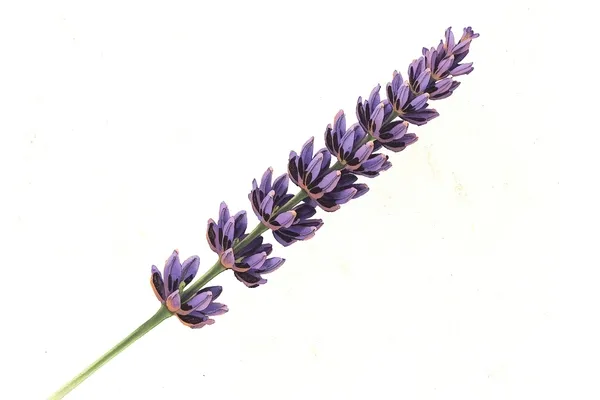 pintura de lavanda realista aquarela com detalhes botânicos